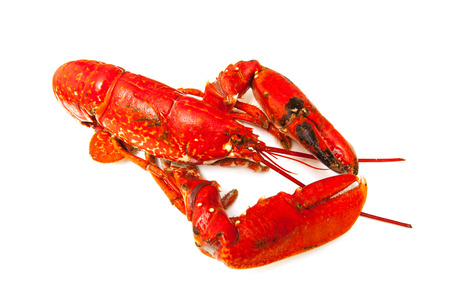 Cooked European common lobster isolated on a white studio background.の写真素材