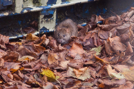 Common brown Rat ( Rattus norvegicus) also known as a Norway rat, Winchester,Hampshire, England, United Kingdom.の写真素材