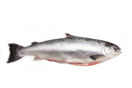 Whole Scottish salmon fish (3.6kg ) isolated on a white studio background.の写真素材