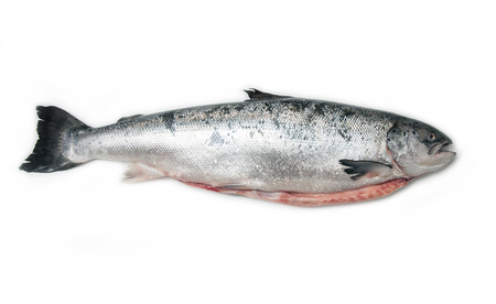 Whole Scottish salmon fish (3.6kg ) isolated on a white studio background.の写真素材