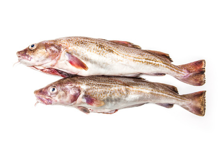 Whole raw atlantic cod (Gadus morhua) fish, Isolated on a white studio background.の写真素材