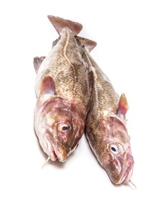 Whole raw atlantic cod (Gadus morhua) fish, Isolated on a white studio background.の写真素材