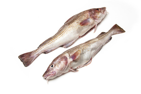 A couple of whole Atlantic cod (Gadus morhua) fish, Isolated on a white studio background.の写真素材