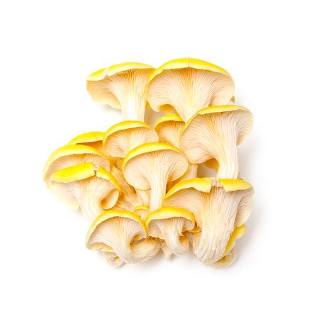 Yellow oyster mushrooms isolated on a white studio background.の写真素材