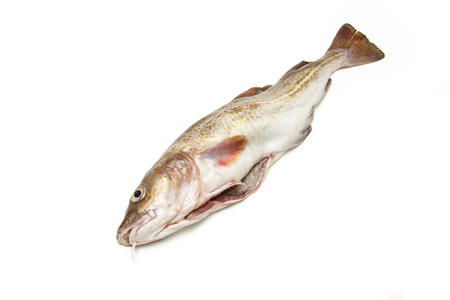 Whole Atlantic cod (Gadus morhua) fish, Isolated on a white studio background.の写真素材