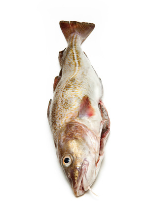 Whole Atlantic cod (Gadus morhua) fish, Isolated on a white studio background.の写真素材