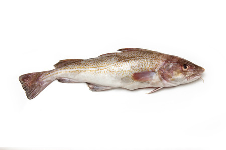 Whole Atlantic cod (Gadus morhua) fish, Isolated on a white studio background.の写真素材