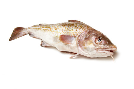 Whole Atlantic cod (Gadus morhua) fish, Isolated on a white studio background.の写真素材