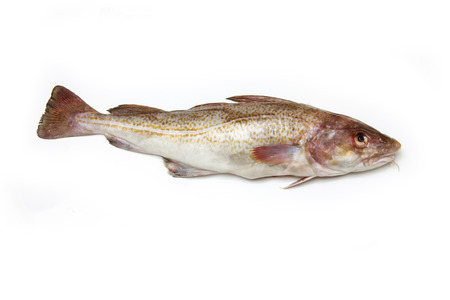 Whole Atlantic cod (Gadus morhua) fish, Isolated on a white studio background.の写真素材