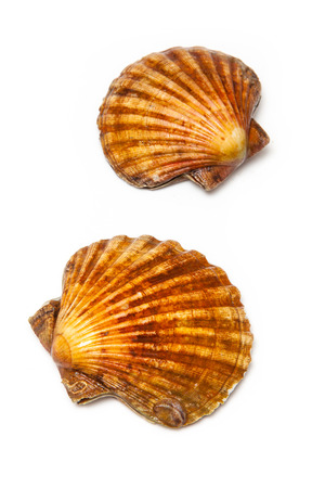 Fresh Scallops saltwater clams isolated on a white studio background.の写真素材