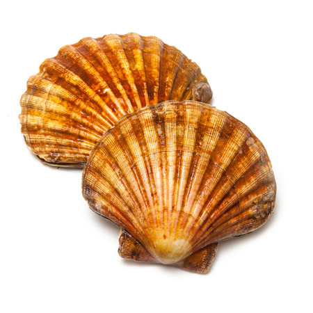 Fresh Scallops saltwater clams isolated on a white studio background.の写真素材