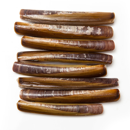 Raw Razor Clams isolated on a white studio background.の写真素材