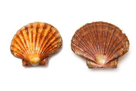 Fresh Scallops saltwater clams isolated on a white studio background.の写真素材