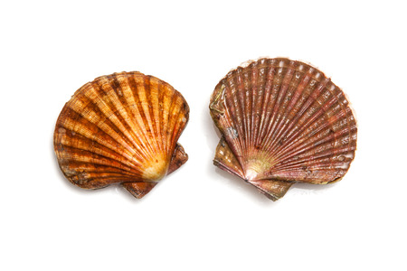 Fresh Scallops saltwater clams isolated on a white studio background.の写真素材
