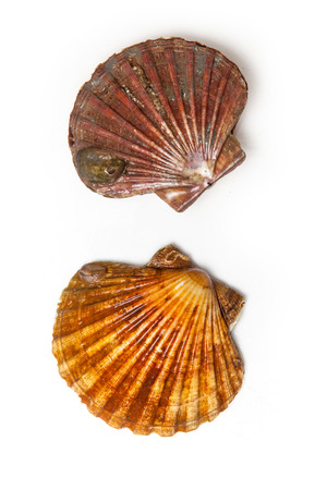Fresh Scallops saltwater clams isolated on a white studio background.の写真素材
