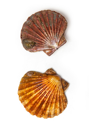 Fresh Scallops saltwater clams isolated on a white studio background.の写真素材