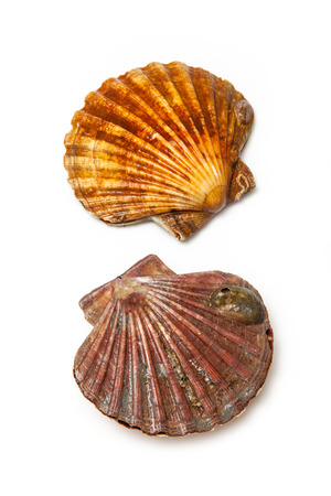 Fresh Scallops saltwater clams isolated on a white studio background.の写真素材