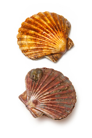 Fresh Scallops saltwater clams isolated on a white studio background.の写真素材