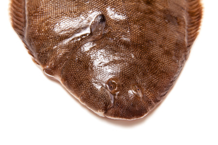 Dover sole (Solea solea) fish whole isolated on a white studio background.