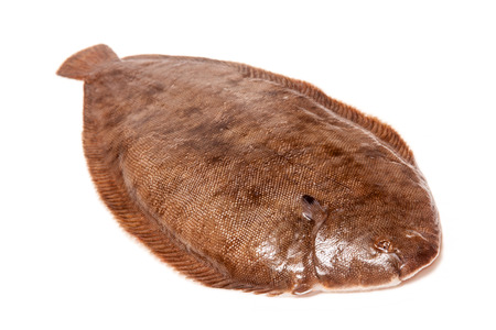 Dover sole (Solea solea) fish whole isolated on a white studio background.