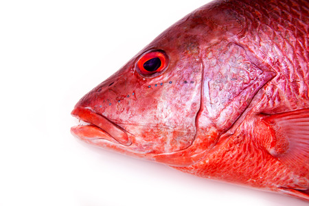 Northern Red Snapper Lutjanus campechanusfish isolated on a white background.の写真素材