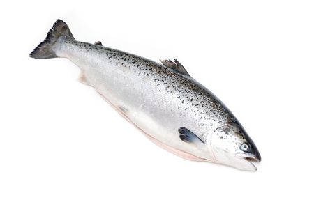 Atlantic salmon fish isolated on a white studio background.の写真素材