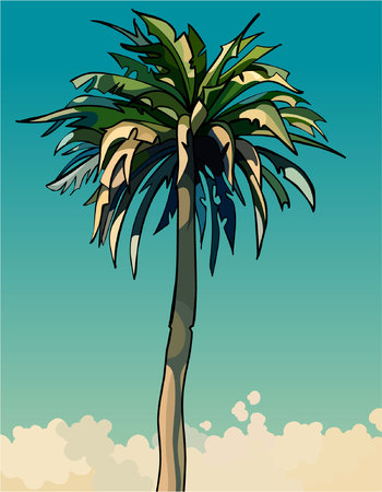 cartoon drawn tall sprawling decorative palm treeのイラスト素材