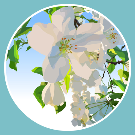 White flowers of a blossoming apple tree in a circle.のイラスト素材