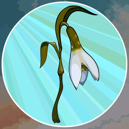 Cartoon painted white flower snowdrop in circle with rays.のイラスト素材
