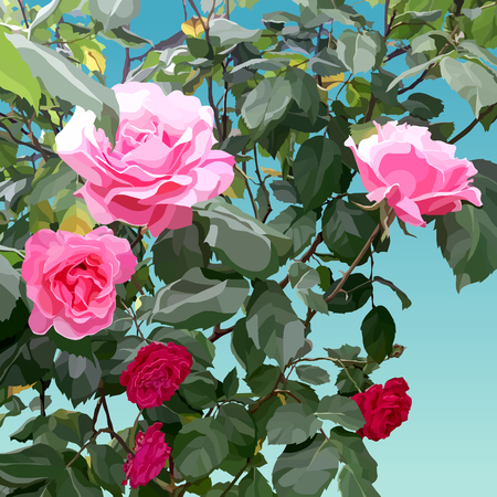 Painted bush with pink and light pink roses.のイラスト素材