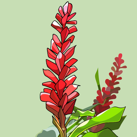 painted beautiful red tall ginger flowers on green backgroundのイラスト素材
