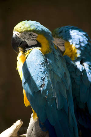 blue parrot on perch