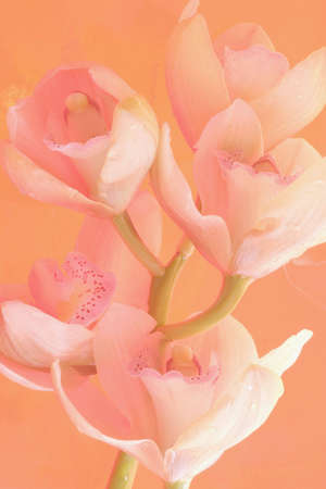 pink orchids on soft backgroundの写真素材