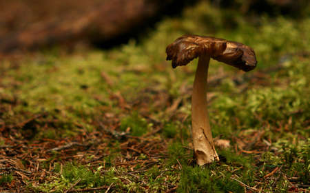 Mushroom in the forest