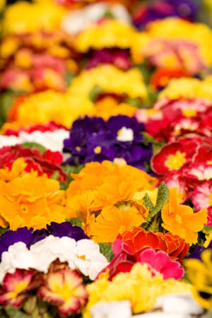 flowersの写真素材