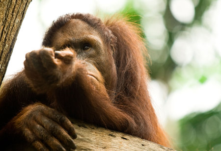 Orangutangの写真素材