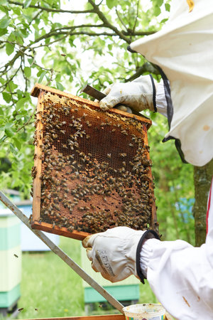 Beekeeper checking a beehive and the production of honey