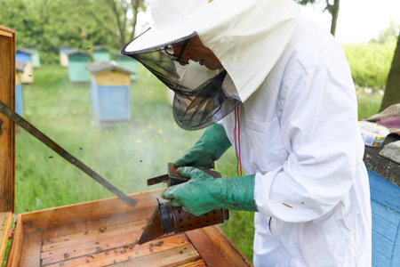 Beekeeper wearing gloves throwing smoke in an artificial beehive