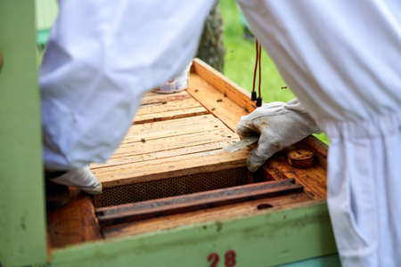 Beekeeper checking the shelter with beehive in a farmの写真素材