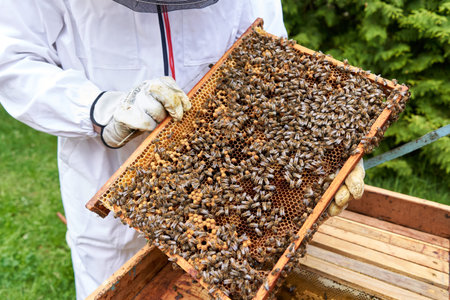 Panel of an artificial bee hive full of bees