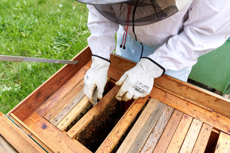 Beekeeper taking a panel out of the bee hive