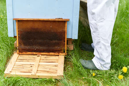 Legs of a beekeeper and a panel of an artificial bee hive