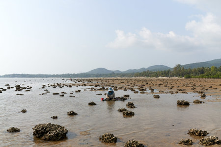 Ko Phangan, Thailand, March 15, 2022: woman searching clams on the beach