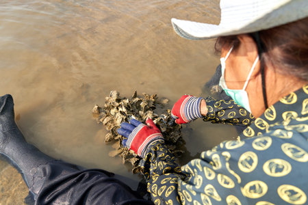 Ko Phangan, Thailand, March 15, 2022: aged woman collecting clams to suvive