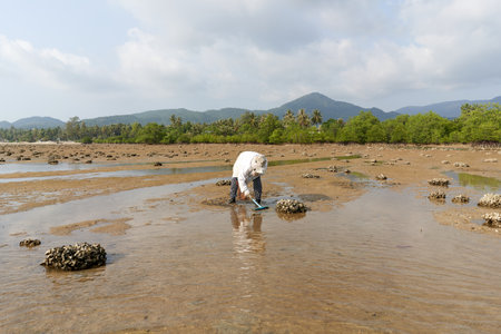 Ko Phangan, Thailand, March 15, 2022: woman digging on the sand to collect clamsのeditorial素材