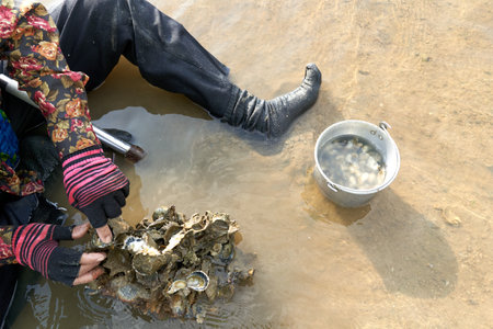 Ko Phangan, Thailand, March 15, 2022: person collecting clams from the seaのeditorial素材