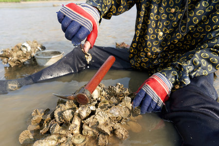 Ko Phangan, Thailand, March 15, 2022: gloved hand using a tool to collect clamsのeditorial素材