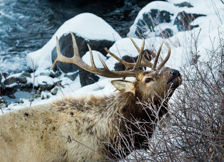 A bull elk in Yellowstone National Park.の写真素材
