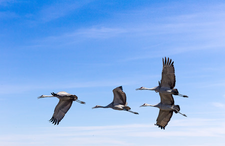 Sandhill cranes in flight.