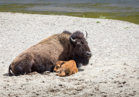 A bison calf curls up next to it's mother for an afternoon nap.の写真素材